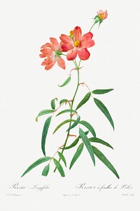 Rosa Longifolia (1817&ndash;1824) by Pierre-Joseph Redout&eacute; and Henry Joseph Redout&eacute;. Original from The Cleveland Museum of Art. Digitally enhanced by rawpixel.