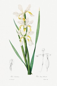 Gold-banded Iris (1812) by <a href="https://www.rawpixel.com/search/pierre%20joseph%20redoute?sort=curated&amp;type=all&amp;page=1">Pierre-Joseph Redout&eacute;</a> and Henry Joseph Redout&eacute;. Original from The Cleveland Museum of Art. Digitally enhanced by rawpixel.