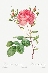 Rosa Centifolia Anglica Rubra (1817&ndash;1824) by <a href="https://www.rawpixel.com/search/pierre%20joseph%20redoute?sort=curated&amp;type=all&amp;page=1">Pierre-Joseph Redout&eacute;</a> and Henry Joseph Redout&eacute;. Original from The Cleveland Museum of Art. Digitally enhanced by rawpixel.