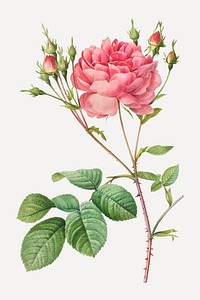 Vintage Rosa Centifolia Anglica Rubra vector