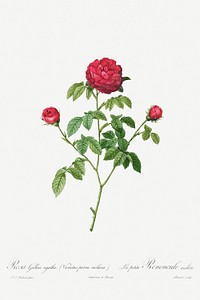 Provence or French rose illustration poster mockup