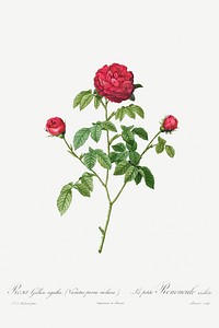 Provence or French Rose (1817&ndash;1824) by <a href="https://www.rawpixel.com/search/pierre%20joseph%20redoute?sort=curated&amp;type=all&amp;page=1">Pierre-Joseph Redout&eacute;</a> and Henry Joseph Redout&eacute;. Original from The Cleveland Museum of Art. Digitally enhanced by rawpixel.