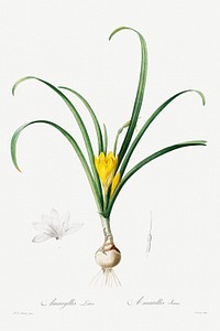 Amaryllis Lutes (1802&ndash;1816) by <a href="https://www.rawpixel.com/search/pierre%20joseph%20redoute?sort=curated&amp;type=all&amp;page=1">Pierre-Joseph Redout&eacute;</a> and Henry Joseph Redout&eacute;. Original from The Cleveland Museum of Art. Digitally enhanced by rawpixel.
