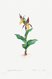 Cypripedium Calceolus (1802&ndash;1816) by <a href="https://www.rawpixel.com/search/pierre%20joseph%20redoute?sort=curated&amp;type=all&amp;page=1">Pierre-Joseph Redout&eacute;</a> and Henry Joseph Redout&eacute;. Original from The Cleveland Museum of Art. Digitally enhanced by rawpixel.