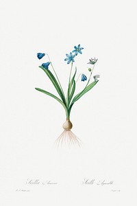 Scilla Amaena (1802&ndash;1816) by <a href="https://www.rawpixel.com/search/pierre%20joseph%20redoute?sort=curated&amp;type=all&amp;page=1">Pierre-Joseph Redout&eacute;</a> and Henry Joseph Redout&eacute;. Original from The Cleveland Museum of Art. Digitally enhanced by rawpixel.