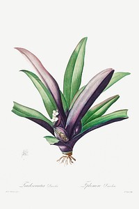 Tradescantia Discolor (1802&ndash;1816) by <a href="https://www.rawpixel.com/search/pierre%20joseph%20redoute?sort=curated&amp;type=all&amp;page=1">Pierre-Joseph Redout&eacute;</a> and Henry Joseph Redout&eacute;. Original from The Cleveland Museum of Art. Digitally enhanced by rawpixel.