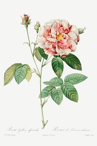 Rosa Gallica (1817&ndash;1824) by <a href="https://www.rawpixel.com/search/pierre%20joseph%20redoute?sort=curated&amp;type=all&amp;page=1">Pierre-Joseph Redout&eacute;</a> and Henry Joseph Redout&eacute;. Original from The Cleveland Museum of Art. Digitally enhanced by rawpixel.