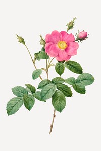 Vintage Rosa Centifolia Simplex vector