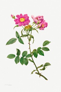 Rosa Collina Monsoniana (1817&ndash;1824) by <a href="https://www.rawpixel.com/search/pierre%20joseph%20redoute?sort=curated&amp;type=all&amp;page=1">Pierre-Joseph Redout&eacute;</a> and Henry Joseph Redout&eacute;. Original from The Cleveland Museum of Art. Digitally enhanced by rawpixel.