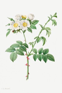 Brier Bush Rose or Dog Rose (Rosa Leucantha) (1817&ndash;1824) by <a href="https://www.rawpixel.com/search/pierre%20joseph%20redoute?sort=curated&amp;type=all&amp;page=1">Pierre-Joseph Redout&eacute;</a> and Henry Joseph Redout&eacute;. Original from The Cleveland Museum of Art. Digitally enhanced by rawpixel.