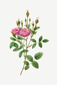 Rosa Pomponiana Muscosa (1817&ndash;1824) by Pierre-Joseph Redout&eacute; and Henry Joseph Redout&eacute;. Original from The Cleveland Museum of Art. Digitally enhanced by rawpixel.