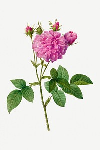 Agatha Rose (Rosa Gallica Agatha) (1817&ndash;1824) by <a href="https://www.rawpixel.com/search/pierre%20joseph%20redoute?sort=curated&amp;type=all&amp;page=1">Pierre-Joseph Redout&eacute;</a> and Henry Joseph Redout&eacute;. Original from The Cleveland Museum of Art. Digitally enhanced by rawpixel.