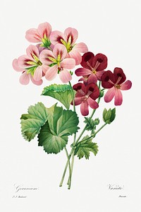 Geranium (1827) by <a href="https://www.rawpixel.com/search/pierre%20joseph%20redoute?sort=curated&amp;type=all&amp;page=1">Pierre-Joseph Redout&eacute;</a> and Henry Joseph Redout&eacute;. Original from The Cleveland Museum of Art. Digitally enhanced by rawpixel.