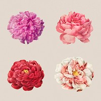 Rose flower mockup set