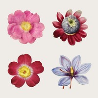 Vintage rose and lily vector collection