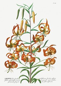 Plantae Selectae: No. 11&ndash;Lily by <a href="https://www.rawpixel.com/search/Georg%20Dionysius%20Ehret?sort=curated&amp;mode=shop&amp;page=1">Georg Dionysius Ehret</a>. Original from The Cleveland Museum of Art. Digitally enhanced by rawpixel.