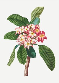 Vintage plumeria illustration