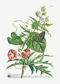 Plantae et papiliones rariores: No. 7&ndash;Abutilon or Talini&#39;s Pink (1748) by <a href="https://www.rawpixel.com/search/Georg%20Dionysius%20Ehret?sort=curated&amp;mode=shop&amp;page=1">Georg Dionysius Ehret</a>. Original from The Cleveland Museum of Art. Digitally enhanced by rawpixel.