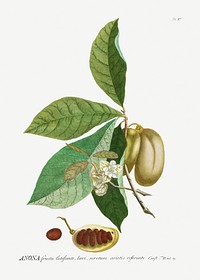 Plantae Selectae: No. 5&ndash;Anona or Sugar Apple by <a href="https://www.rawpixel.com/search/Georg%20Dionysius%20Ehret?sort=curated&amp;mode=shop&amp;page=1">Georg Dionysius Ehret</a>. Original from The Cleveland Museum of Art. Digitally enhanced by rawpixel.