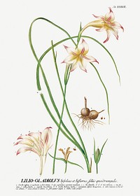 Plantae Selectae: No. 39 –Lilio Gladiolus or Sword Lily by Georg Dionysius Ehret. Original from The Cleveland Museum of Art. Digitally enhanced by rawpixel.