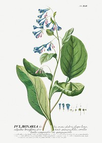 Plantae Selectae: No. 42–Pulmonaria or Lungworts by Georg Dionysius Ehret. Original from The Cleveland Museum of Art. Digitally enhanced by rawpixel.