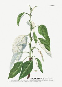 Plantae Selectae: No. 46&ndash;Tacamahaca or Balsam Poplar by <a href="https://www.rawpixel.com/search/Georg%20Dionysius%20Ehret?sort=curated&amp;mode=shop&amp;page=1">Georg Dionysius Ehret</a>. Original from The Cleveland Museum of Art. Digitally enhanced by rawpixel.