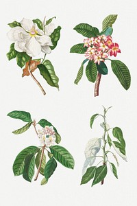 Vintage illustration set of magnolia, plumeria, guava flower, and balsam poplar