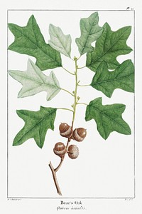 Illustration of Bear&#39;s Oak or Quercus Banisteri template