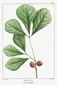 Quercus Aquatica or Water Oak (1819) from The North American Sylva by <a href="https://www.rawpixel.com/search/Fran%C3%A7ois%20Andr%C3%A9%20Michaux?sort=curated&amp;type=all&amp;page=1">Fran&ccedil;ois Andr&eacute; Michaux</a>. Original from The Beinecke Rare Book &amp; Manuscript Library. Digitally enhanced by rawpixel.