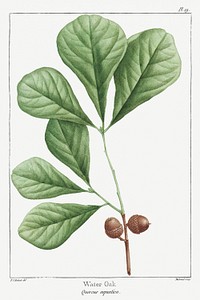 Illustration of Quercus Aquatica or Water Oak template