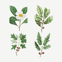 Watercolor tree branches collection illustration