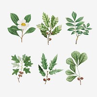 Watercolor tree branches collection vector