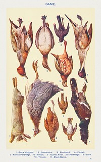 Game II: Cock Widgeon, Dumb–bird, Blackbird, Pintail, French Partridge, Rabbit, Guinea Fowl, Partridge, Lark, Thrush, and Black Game from Mrs. Beeton's Book of Household Management. Digitally enhanced from our own 1923 edition. 