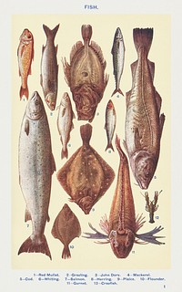 Fish I: Red Mullet, Grayling, John Dory, Mackerel, Cod, Whiting, Salmon, Herring, Plaice, Flounder, Gurnet, and Crayfish from <a href="https://www.rawpixel.com/search/Mrs.%20Beeton%27s%20Book%20of%20Household%20Management?sort=curated&amp;page=1">Mrs. Beeton&#39;s Book of Household Management</a>. Digitally enhanced from our own 1923 edition. 
