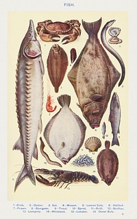 Fish II: Crab, Oyster, Eel, Mussel, Lemon Sole, Halibut, Prawn, Sturgeon, Trout, Sprat, Brill, Escallop, Lamprey, Whitebait, Lobster, and Dover Sole from Mrs. Beeton's Book of Household Management. Digitally enhanced from our own 1923 edition. 