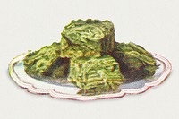 Vintage hand drawn cabbage illustration