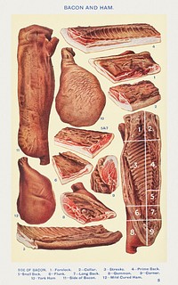 Bacon and Ham: Side of Bacon, Forelock, Collar, Streaky, Prime Back, Small Back, Flank, Long Black, Gammon, Corner, York Ham, Side of Bacon, and Mild Cured Ham from Mrs. Beeton's Book of Household Management. Digitally enhanced from our own 1923 edition. 