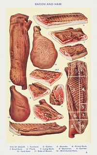 Vintage bacon and ham illustrations of forelock, collar, streaky, prime back, small back, flank, long black, gammon, corner, york ham, side of bacon and mild cured ham design resources