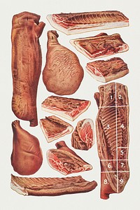 Vintage cuts of meat illustrations design resources