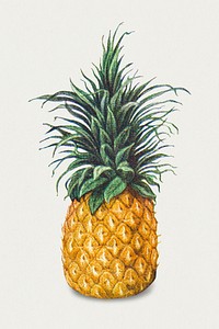 Vintage hand drawn pineapple illustration