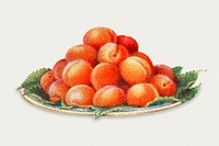 Vintage hand drawn apricots illustration