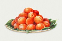 Vintage hand drawn apricots design element