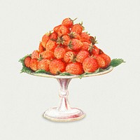 Vintage hand drawn strawberries design element