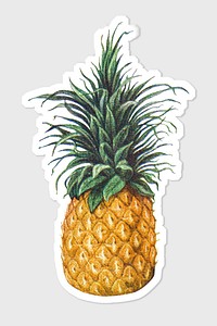 Hand drawn pineapple sticker with white border