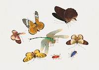 Chinese insect drawing of five butterflies, two beetles and a dragonfly from the 18th century. Original from The Smithsonian Institution. Digitally enhanced by rawpixel.