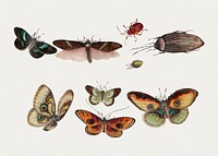 Chinese insect drawing of five butterflies, three beetles and four insects from the 18th century. Original from The Smithsonian Institution. Digitally enhanced by rawpixel.