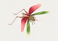 Single grasshopper insect vintage illustration
