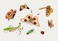 Psd butterfly, moth, mantis and bug vintage illustration set