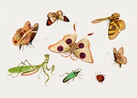 Chinese insect drawing of four butterflies, a moth, praying mantis and two insects from the 18th century. Original from The Smithsonian Institution. Digitally enhanced by rawpixel.