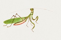 Green praying mantis psd vintage illustration